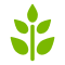 黄花风铃木自育苗在西南地区贵州四川重庆云南成功种植，现面向市场大量供应8-15cm规格，价格优惠