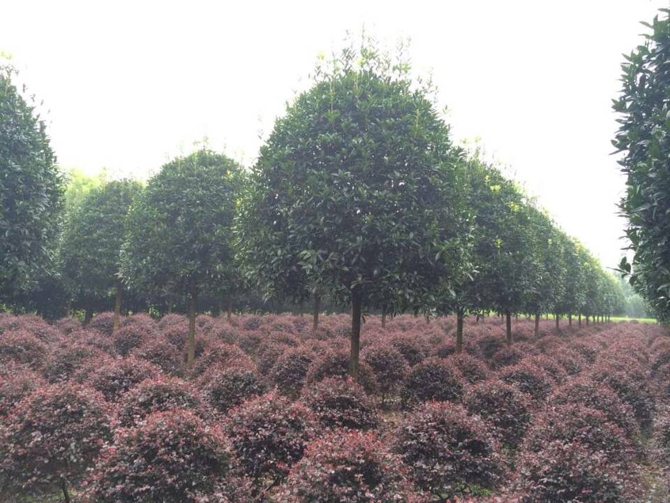 精品桂花