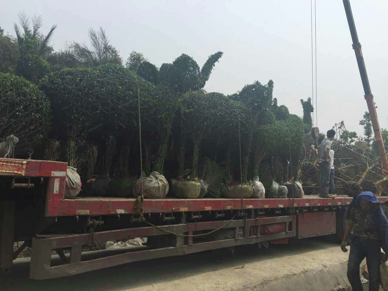 女贞大象造型