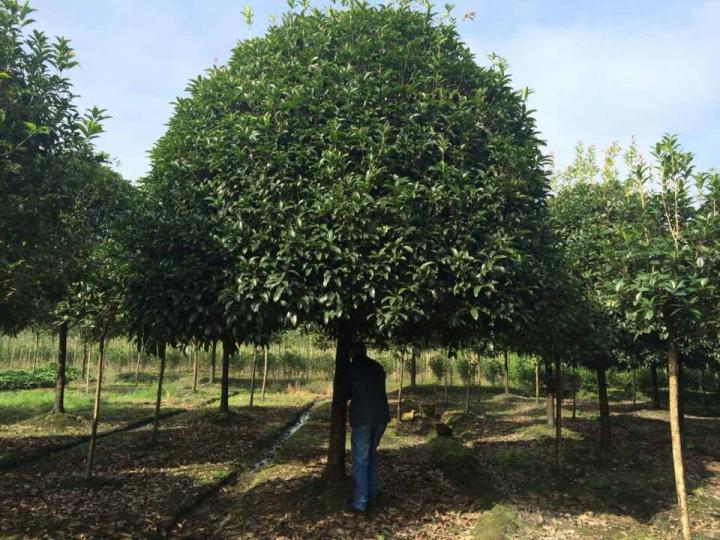 20公分桂花树