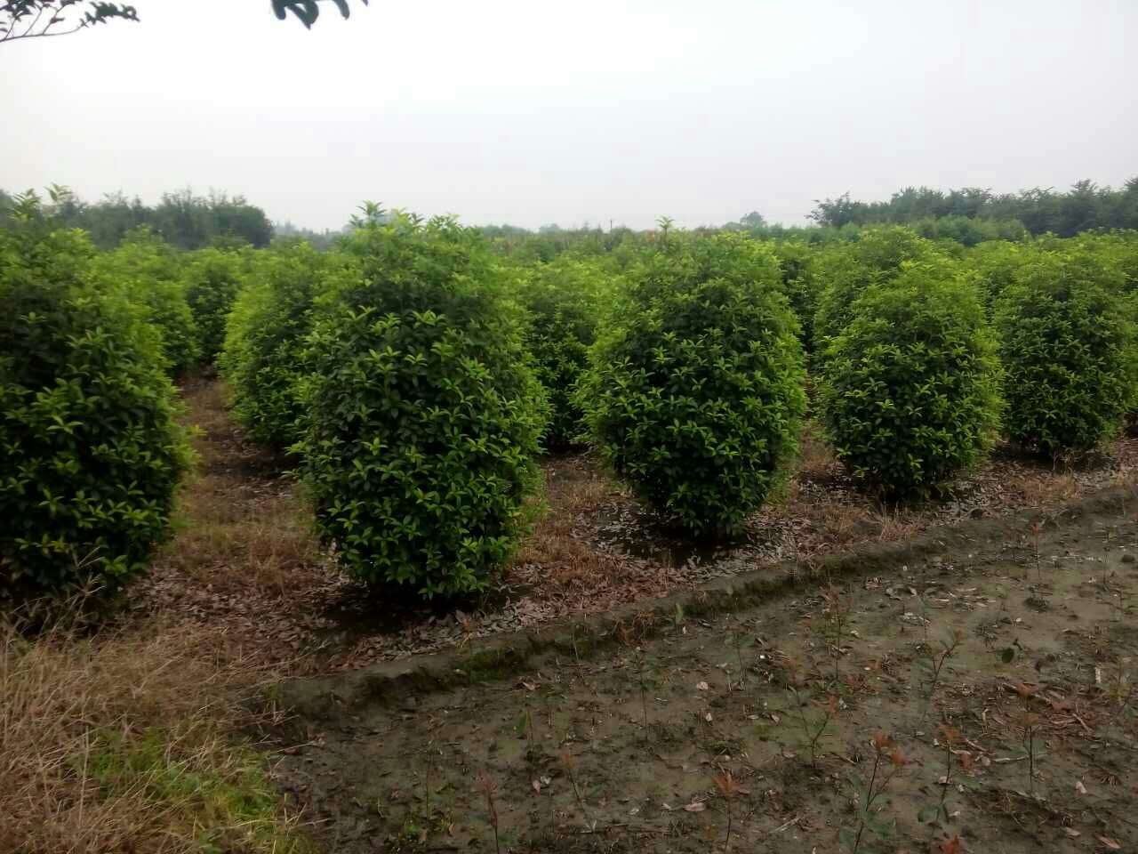桂花笼子