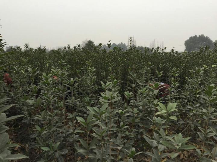 朱砂桂小苗高30-80公分