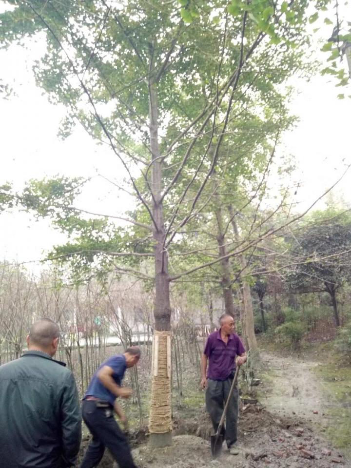 20公分银杏图片