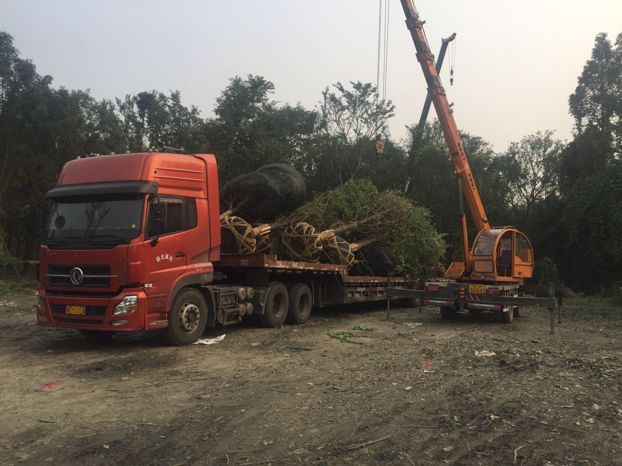 20公分银杏装车