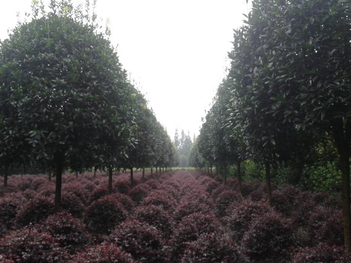高杆桂花