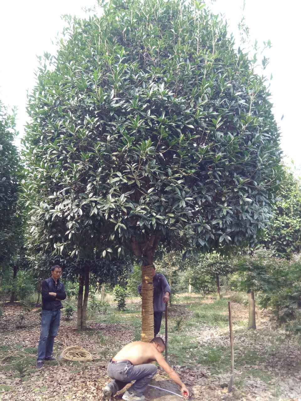 高杆桂花树