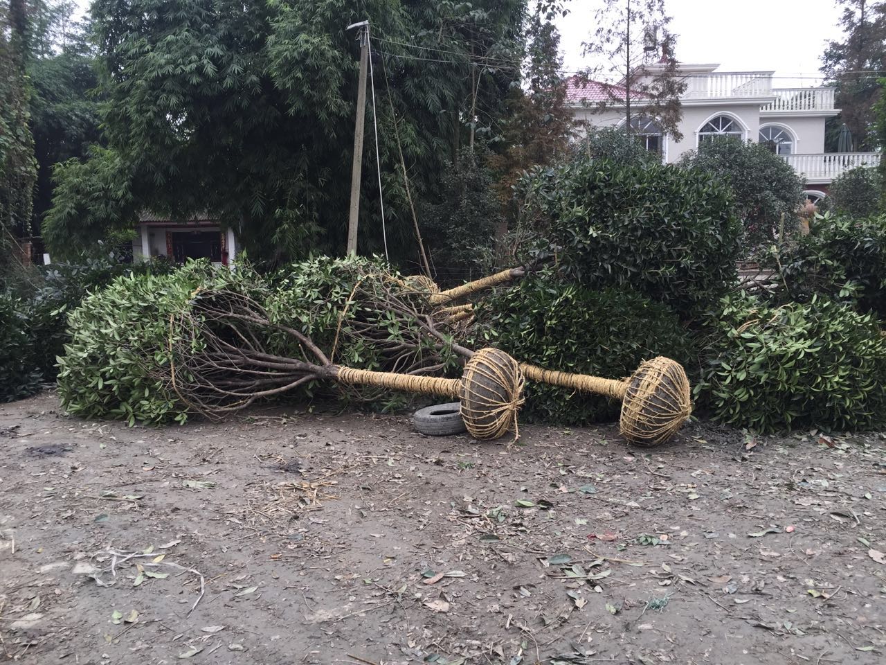 桂花6-8公分一般树形