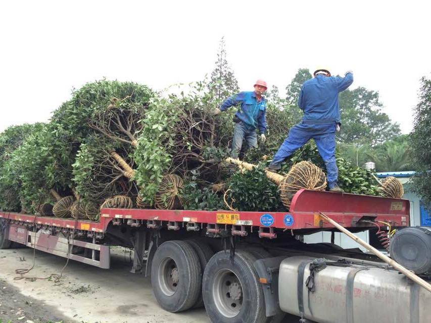 桂花起苗装车