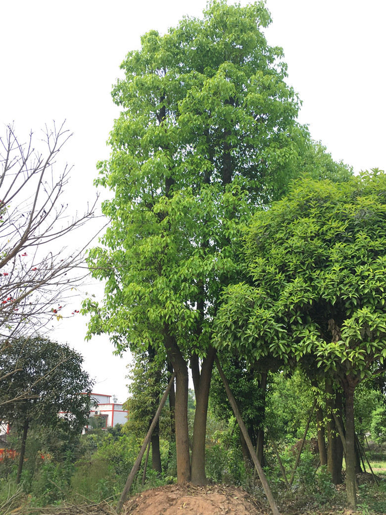 丛生香樟（小）