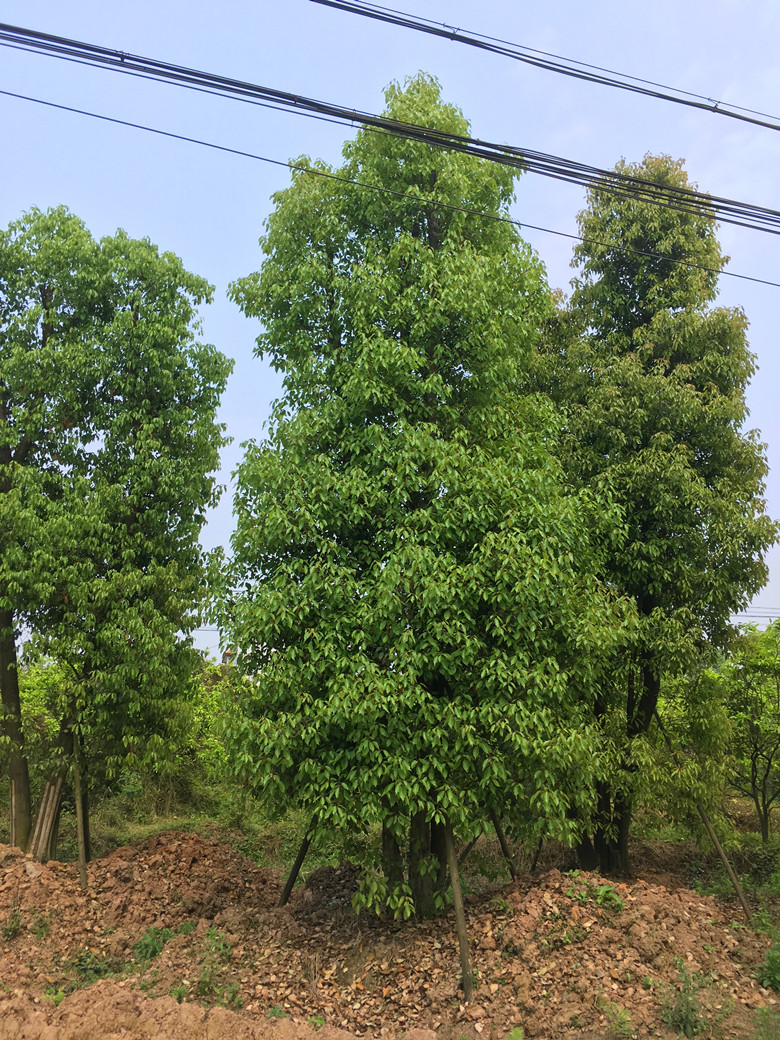 丛生香樟（小）