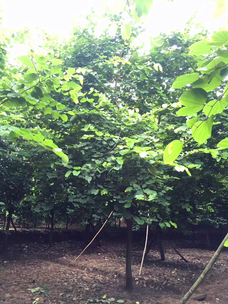 香港紫荆/红花羊蹄甲