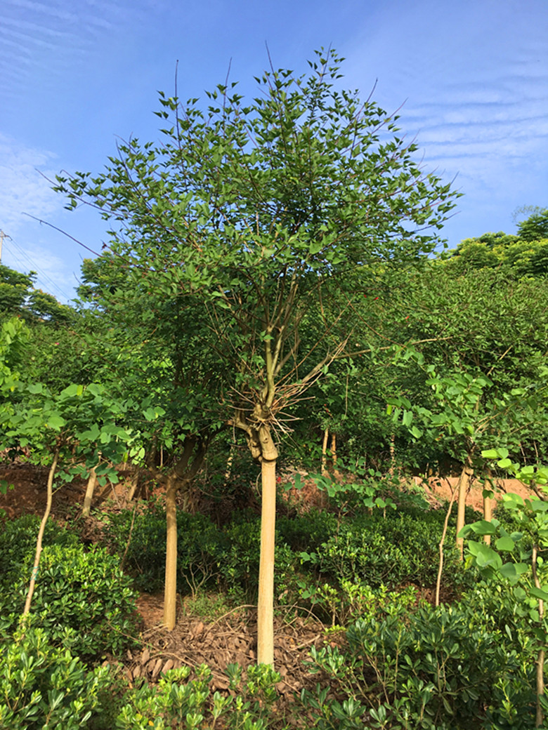 龙牙花