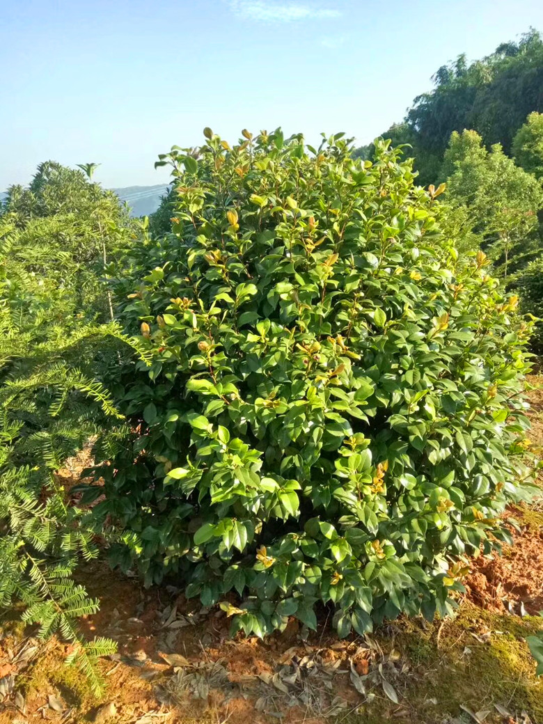 四川茶花球