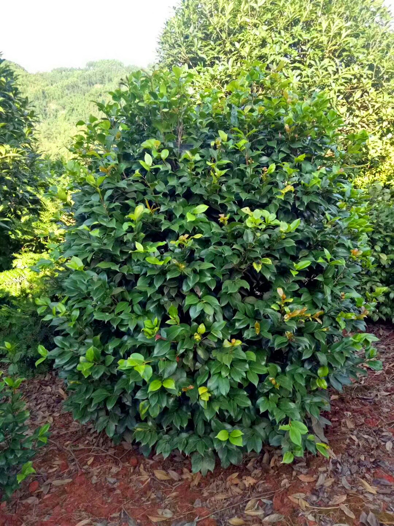 四川茶花球