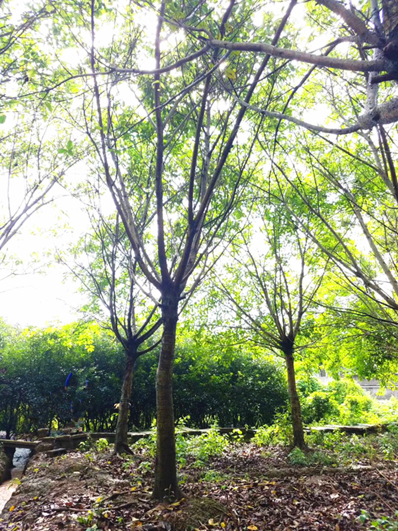 黄角树|大叶榕|黄桷树|黄葛树