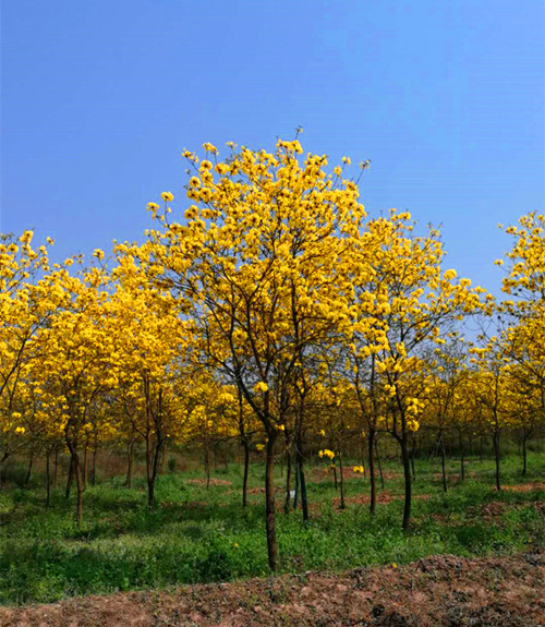 黄花风铃木/小叶多花风铃木