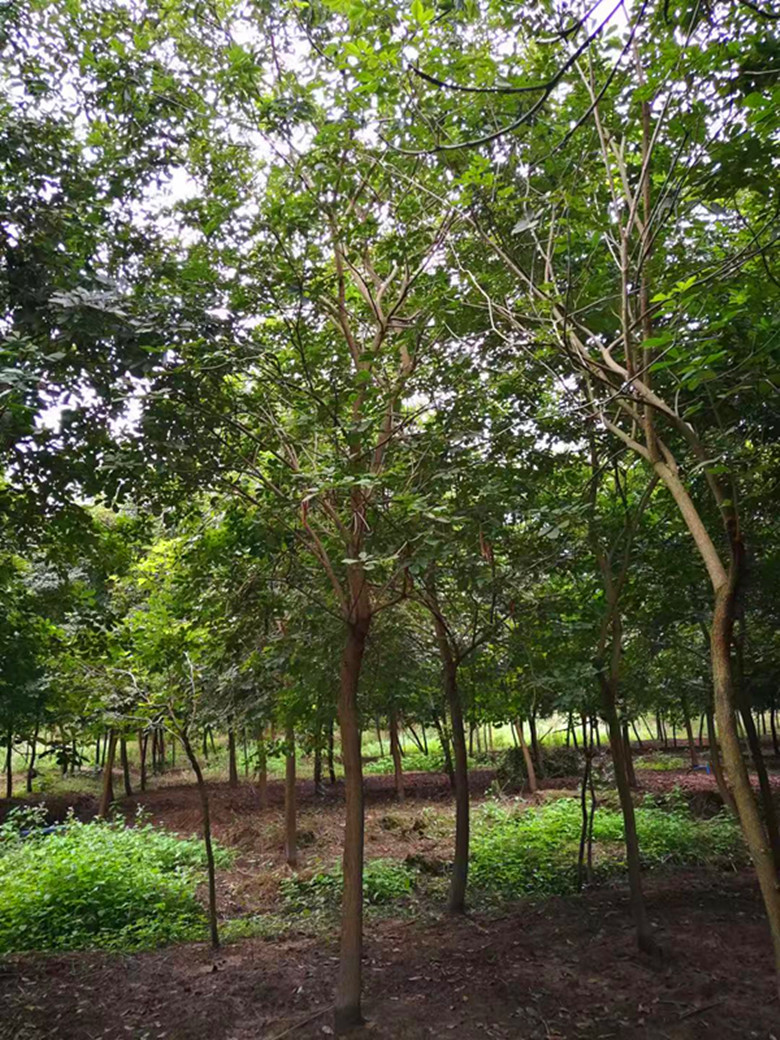 西南地区贵州四川重庆云南黄花风铃木种植销售