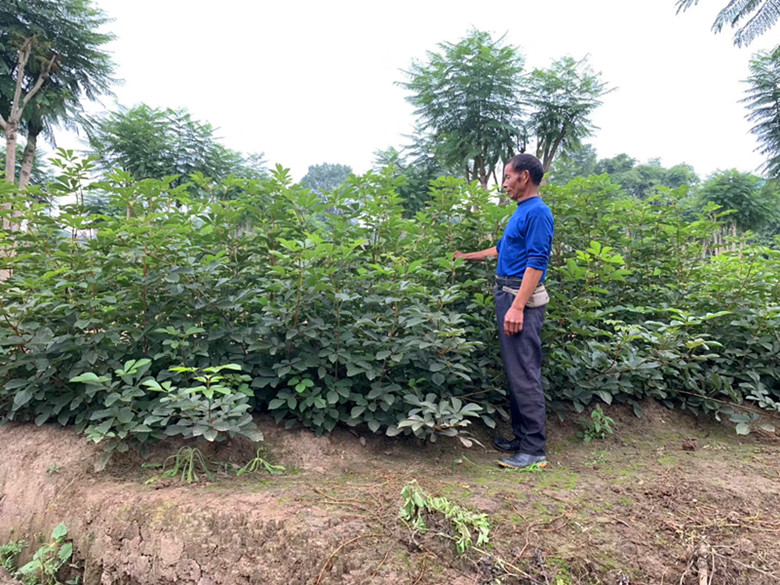 纯种小叶多花黄花风铃木